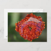 プール付きオレンジ色の花 ポストカード (正面/裏面)