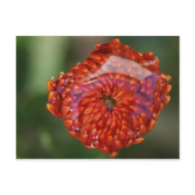 プール付きオレンジ色の花