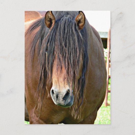 ヘアカットが必要 ポストカード (正面)