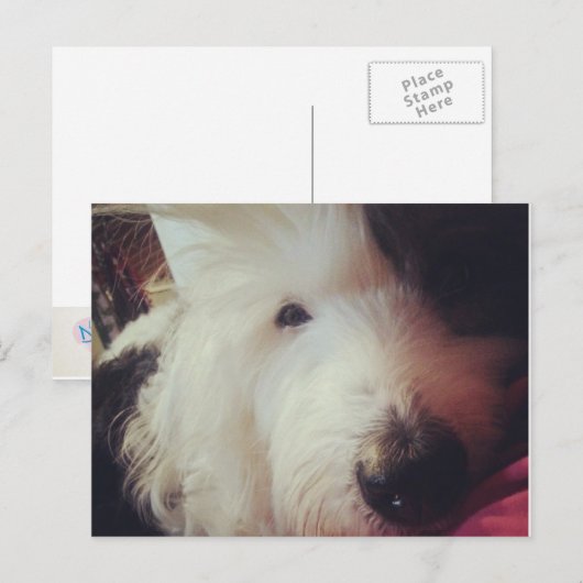 ヘアデー！ ポストカード (正面/裏面)