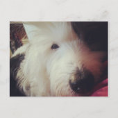 ヘアデー！ ポストカード (正面)