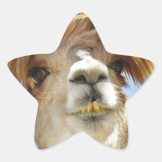 ヘア熱狂するアルパカ 星シール