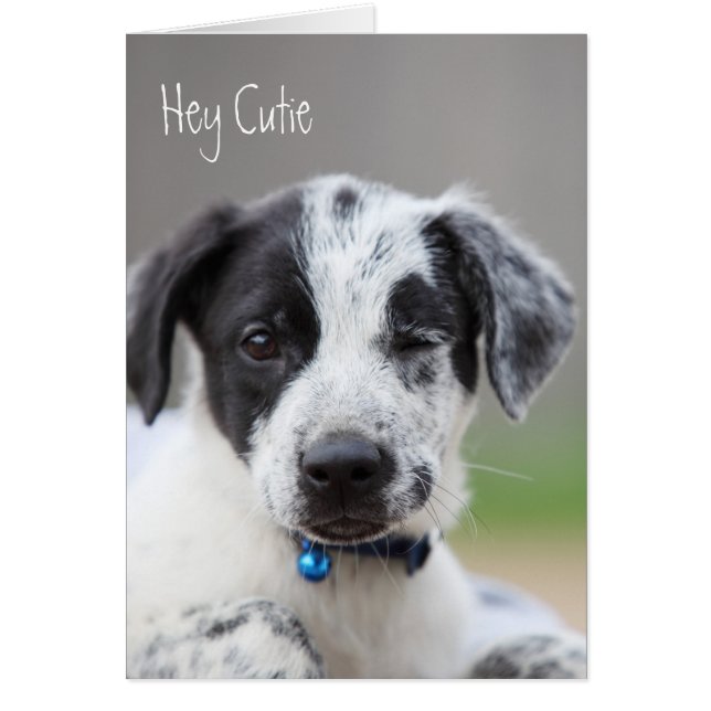 ヘイかわいこちゃん (正面)