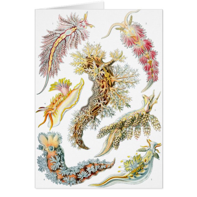 ヘイケル (正面)