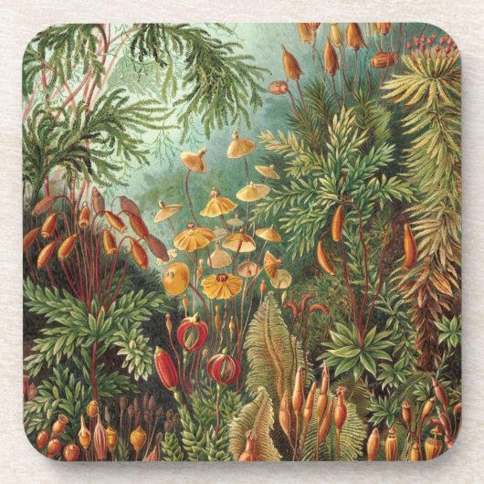 ヘイケル コースター (正面)