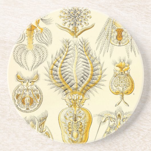 ヘイケル コースター (正面)