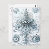 ヘイケル ポストカード (正面/裏面)