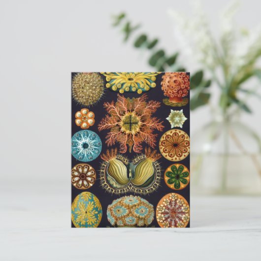 ヘイケル ポストカード (スタンド正面)