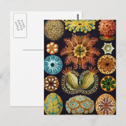 ヘイケル ポストカード (正面/裏面)