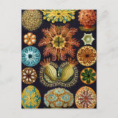 ヘイケル ポストカード (正面)