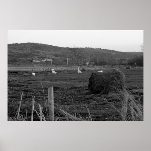 ヘイズ日プリント ポスター (正面)