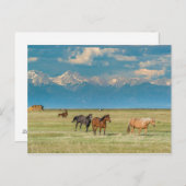 ヘイフィールドの馬について ポストカード (正面/裏面)