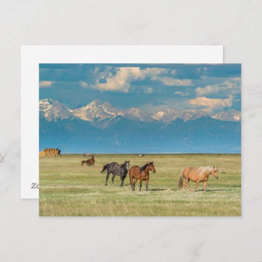 ヘイフィールドの馬について ポストカード (正面/裏面)