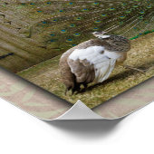 ヘイベビーピーコック ポスター (角)