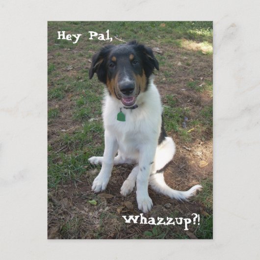 ヘイ・パル、ワザップ?!ポストカード ポストカード (正面)