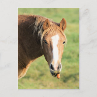 ヘエヤ、ドクは何だ ポストカード