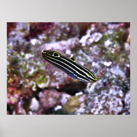 ヘクトールズゴビー ポスター (正面)