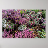 ヘザーとベリー ポスター (正面)