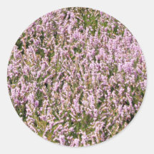 ヘザーの花の美しいビュー