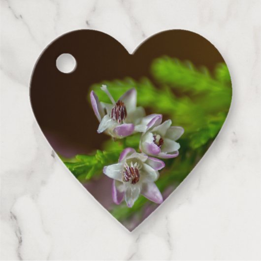 ヘザー春の花の常緑開花紫色の白 フェイバータグ (正面)