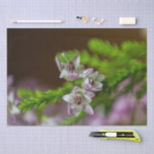 ヘザー春の花の常緑開花紫色の白 薄葉紙 (クラフト)