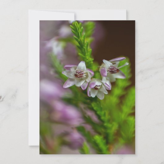 ヘザー春の花の常緑開花紫 招待状 (正面)