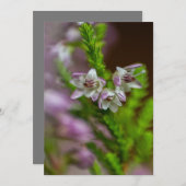 ヘザー春の花の常緑開花紫 招待状 (正面/裏面)