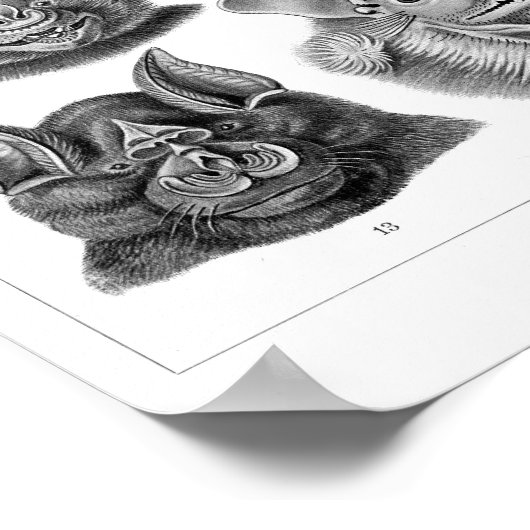 ヘッケルこうもり ポスター (角)