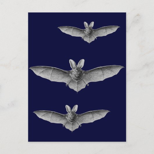 ヘッケルこうもり ポストカード (正面)