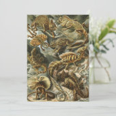 ヘッケルのリザード（ラセルティリア） 招待状 (スタンド正面)