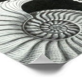 ヘッケルアンモニチダ ポスター (角)