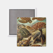 ヘッケルウミガメ マグネット (正面/裏面)