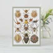 ヘッケルゴールデンスパイダーズプレート66 招待状 (スタンド正面)