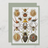 ヘッケルゴールデンスパイダーズプレート66 招待状 (正面/裏面)