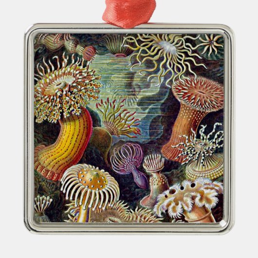 ヘッケルシーアネモネ海絵画寿命 メタルオーナメント (正面)