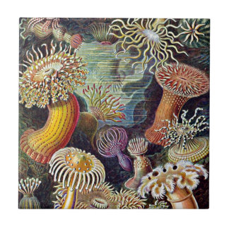 ヘッケルシーアネモン海ライフ自然アート絵画ズ タイル