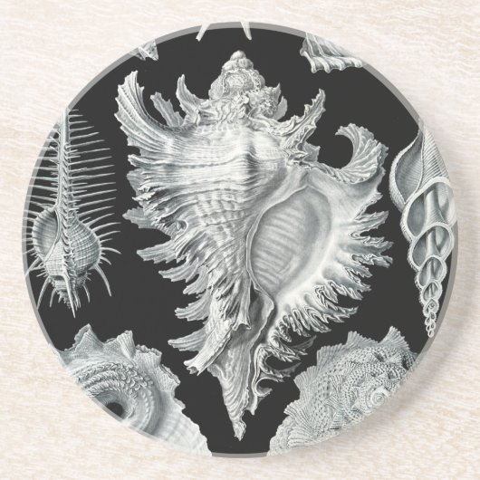 ヘッケルシーシェル コースター (正面)