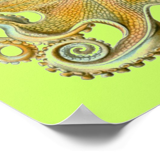 ヘッケルタコ ポスター (角)