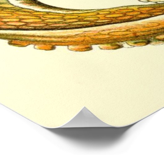 ヘッケルタコDiptych I ポスター (角)