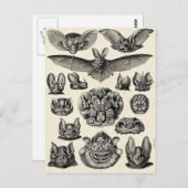 ヘッケルチロプテラ ポストカード (正面/裏面)