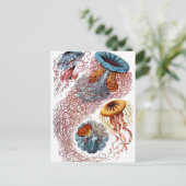 ヘッケルディスコメデス ポストカード (スタンド正面)