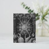 ヘッケルパエオダリア ポストカード (スタンド正面)