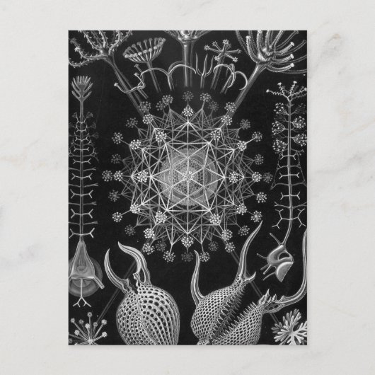 ヘッケルパエオダリア ポストカード (正面)