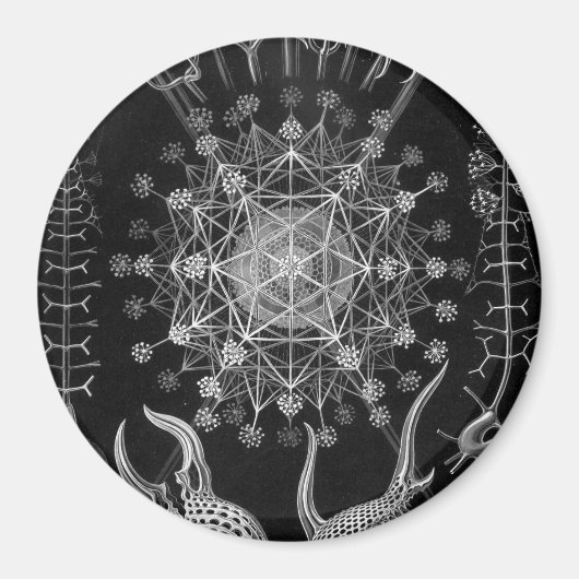 ヘッケルパエオダリア マグネット (正面)