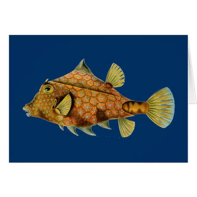 ヘッケルフィッシュ (正面横)