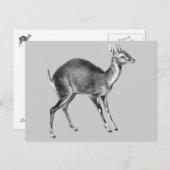 ヘッケルフォーホーンディアー ポストカード (正面/裏面)