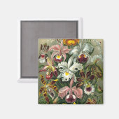 ヘッケルラン マグネット (正面/裏面)