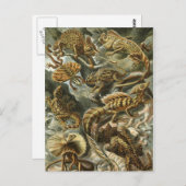 ヘッケル爬虫類 ポストカード (正面/裏面)