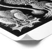 ヘッケル菌糸体 ポスター (角)