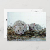 ヘッジホグズアズペット ポストカード (正面/裏面)